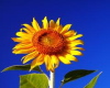 今月の花言葉の写真